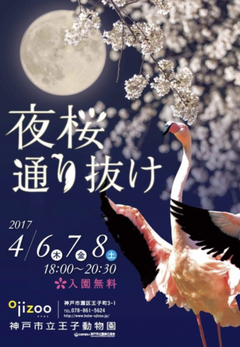 王子動物園の夜桜通り抜け入場行きました