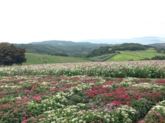 淡路花さじき(*^^*)