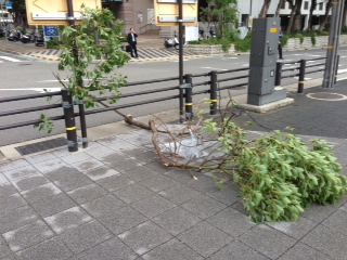 台風一過