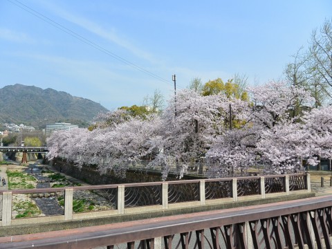 DSC_1156sakura_ks.jpg