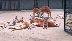 王子動物園