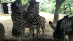 王子動物園シリーズ