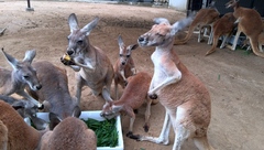 王子動物園シリーズ