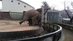 王子動物園　コアラ