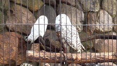 王子動物園　コアラ