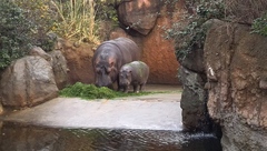 王子動物園　コアラ