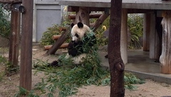 王子動物園　コアラ