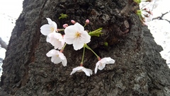 雨の４月1日