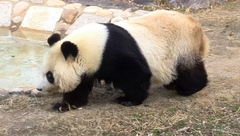 動物の癒しパワーは凄い！