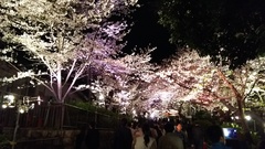 王子動物園 夜桜☆