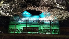 王子動物園 夜桜☆