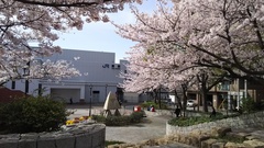 灘駅前の桜のトンネル