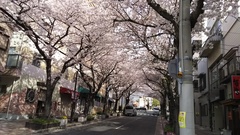 灘駅前の桜のトンネル