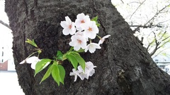 灘駅前の桜のトンネル