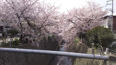 灘駅前の桜のトンネル