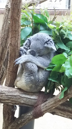 王子動物園