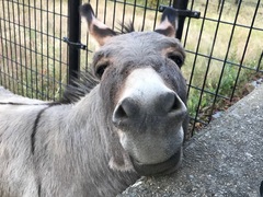 定休日は王子動物園